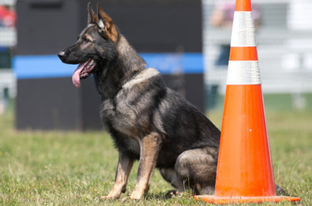 Police K9 Safety Awareness